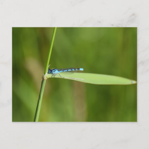 Damselfly  postcard