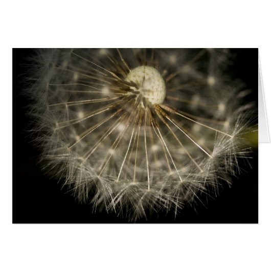 Dan D Lion Card (Front Horizontal)