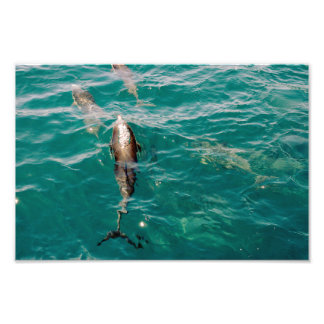 Dana Point Photo Print