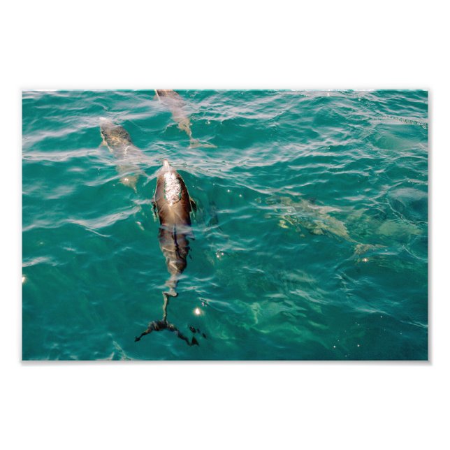 Dana Point Photo Print (Front)