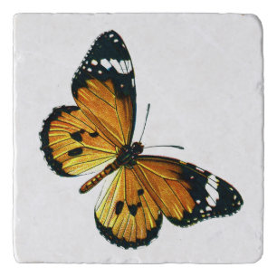 Danaus chrysippus - Plain Tiger, or African Queen Trivet