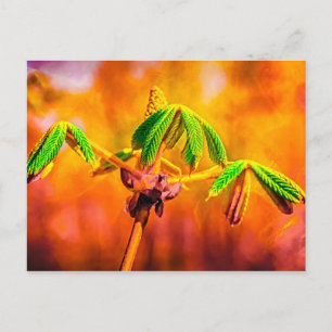 Dance Of Fire Postcard