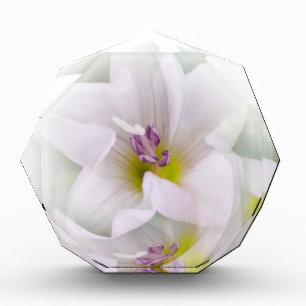 dance of flowers acrylic award