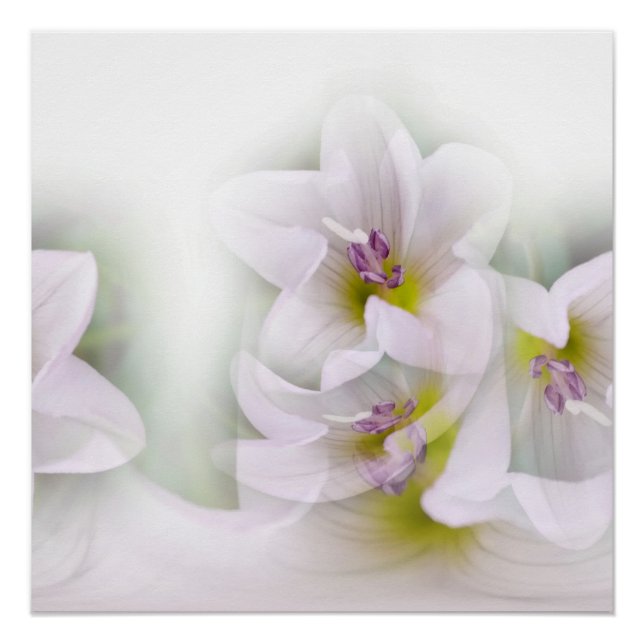 dance of flowers poster (Front)