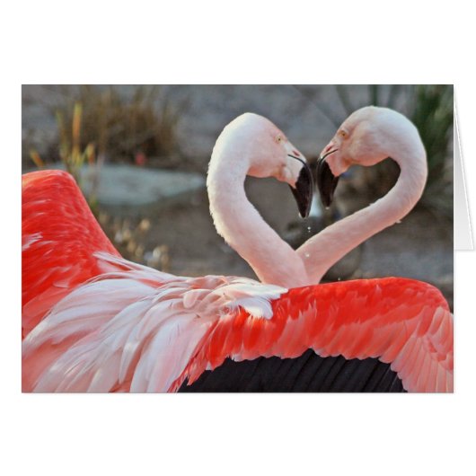 Dance of Love Cards (Front Horizontal)