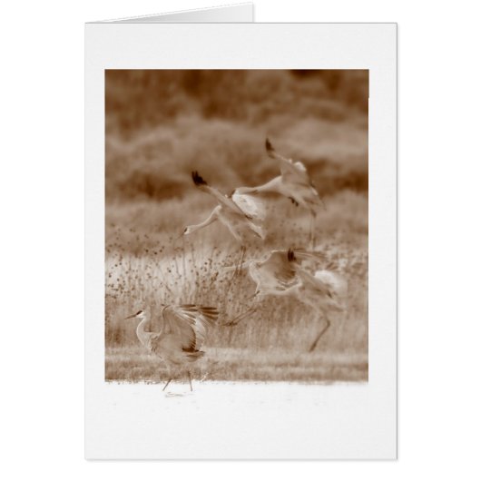 Dance of the Cranes Cards (Front)