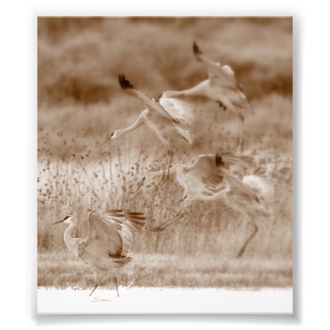 dance of the Cranes Photo Print (Front)