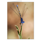 Dance of the Damselfly (Front)