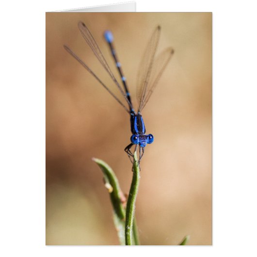 Dance of the Damselfly (Front)