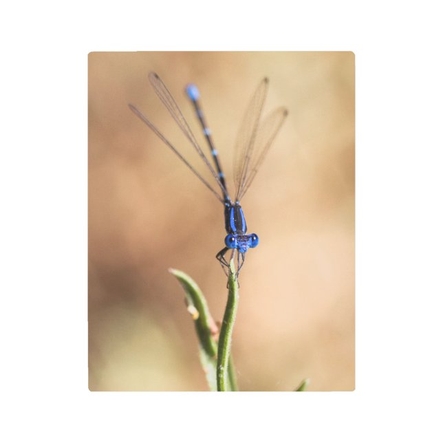 Dance of the damselfly metal print (Front)