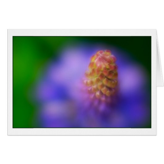 Dance of the Lupine (Front Horizontal)