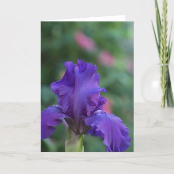 Dance Of The Purple Iris Greeting Card by KathyHenis at Zazzle