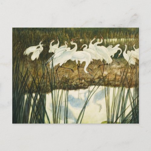 Dance of the Whooping Cranes 1939 by N C Wyeth Postcard