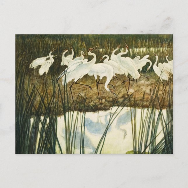 Dance of the Whooping Cranes, 1939 by N. C. Wyeth Postcard (Front)