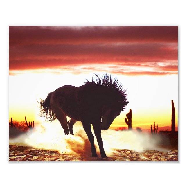 Dances with Horses Photo Print (Front)