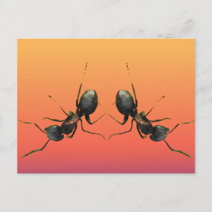 Dancing Ants Postcard
