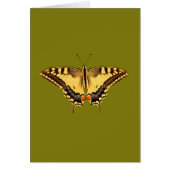 Dancing Butterfly (Front)