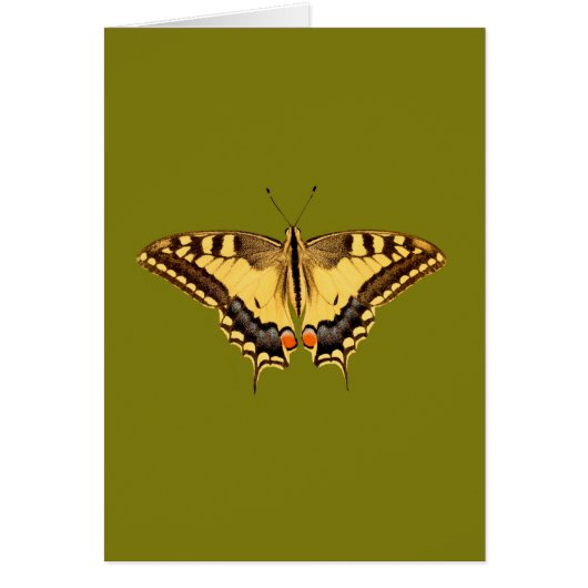 Dancing Butterfly Cards (Front)