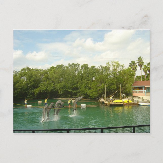 Dancing Dolphins in Miami Postcard (Front)