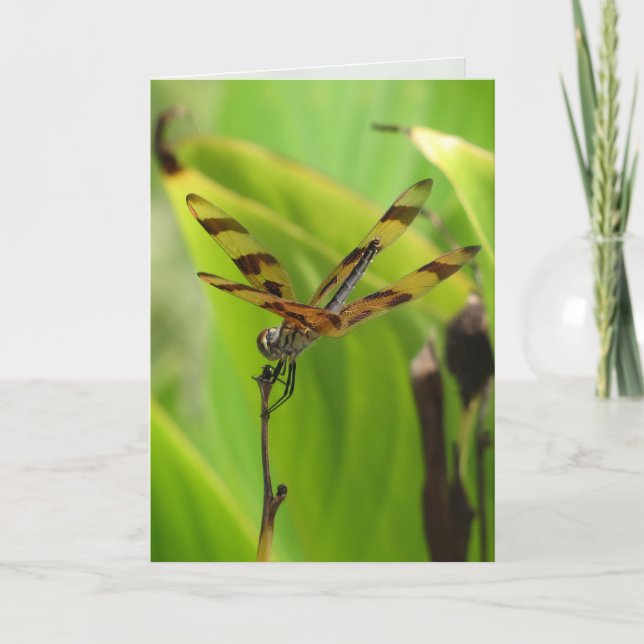 Dancing Dragonfly Greeting Card (Front)