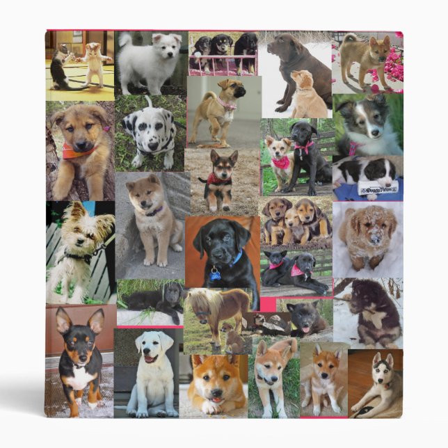 Dancing-Kittens-807, mika-the-american-eskimo_4... Binder (Front)
