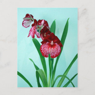 Dancing Ladies Orchids Postcard