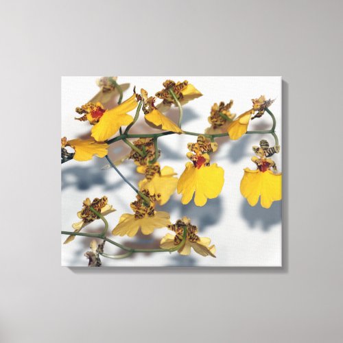 Dancing Lady Yellow Oncidium Orchids Canvas Print