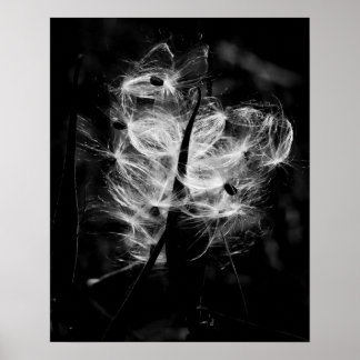 Dancing milkweed poster