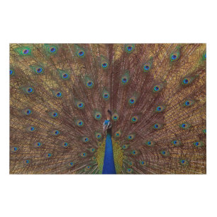 Dancing Peacock (Landscape) Faux Canvas Print