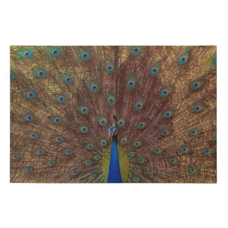 Dancing Peacock (Landscape) Faux Canvas Print
