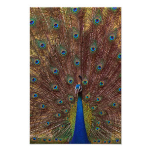 Dancing Peacock (Portrait) Photo Print