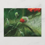 Dancing Poppies Postcard