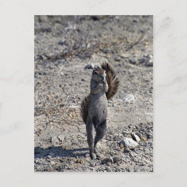Dancing rodent postcard (Front)