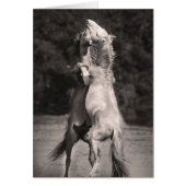 Dancing Stallions (Front)