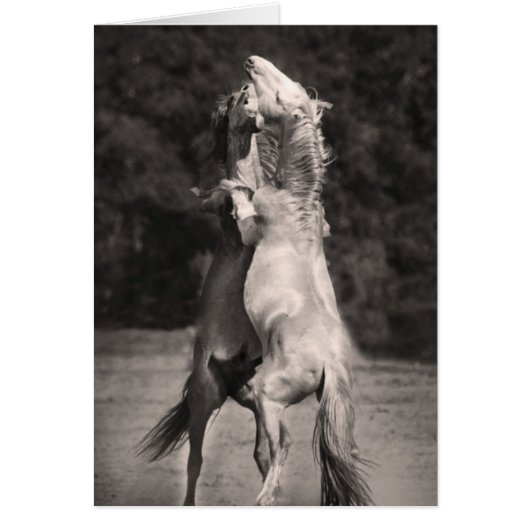 Dancing Stallions Cards (Front)