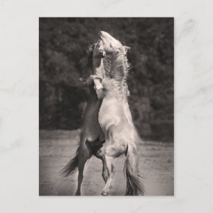 Dancing Stallions Postcard