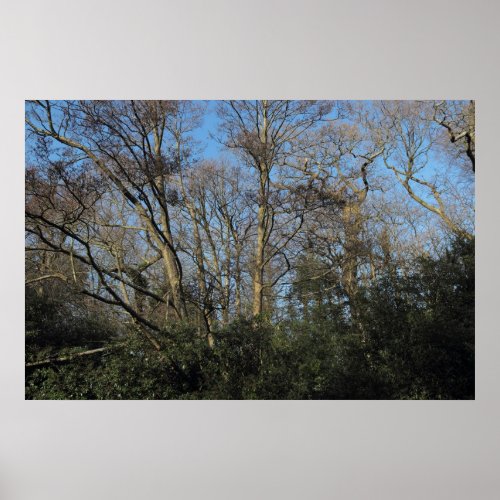 Dancing Trees of the Wild Wood Poster