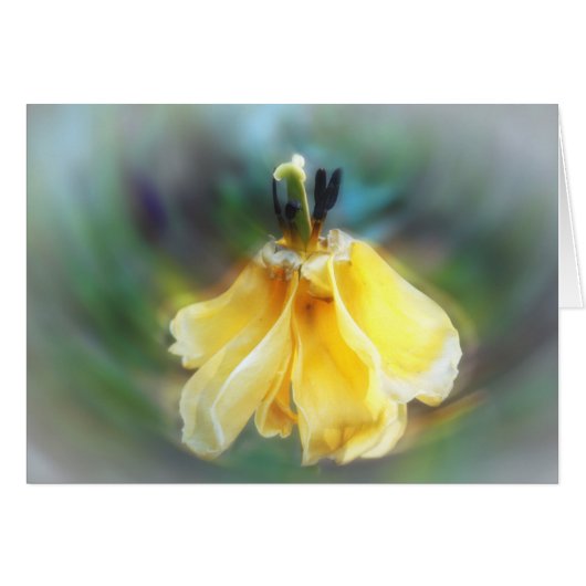 Dancing Tulip Cards (Front Horizontal)