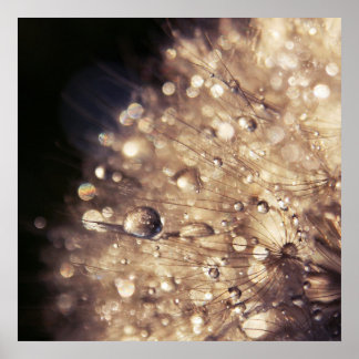 Dandalion Seeds with Drops in Golden Light Poster