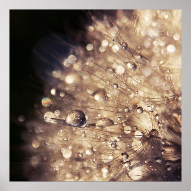 Dandalion Seeds with Drops in Golden Light Poster (Front)