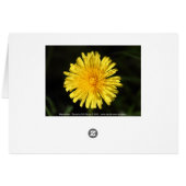 Dandelion (Back Horizontal)