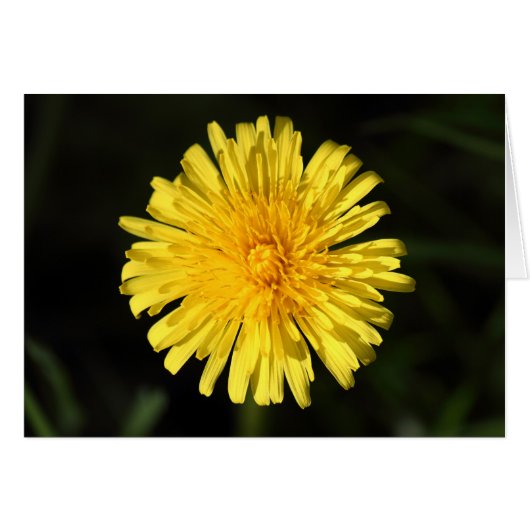 Dandelion (Front Horizontal)