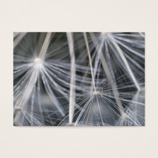 Dandelion (Front)
