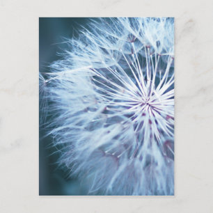 Dandelion 2 postcard