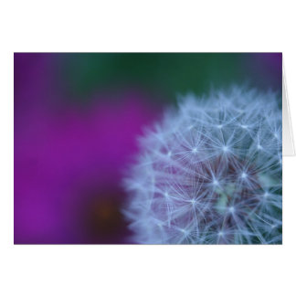 Dandelion 5662 cards