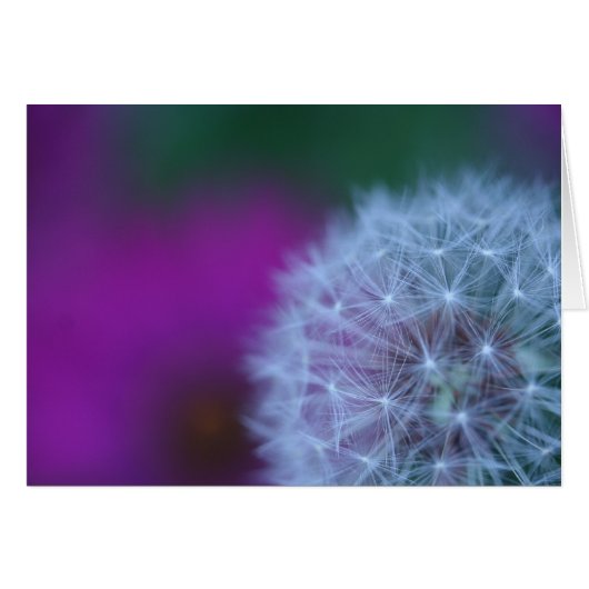 Dandelion 5662 cards (Front Horizontal)
