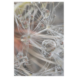 Dandelion Abstract Gallery Wrap