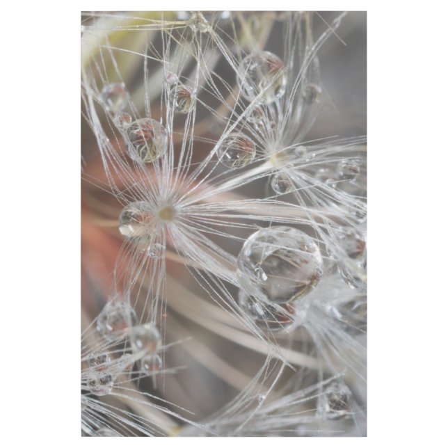 Dandelion Abstract Gallery Wrap (Front)