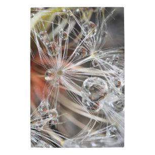 Dandelion Abstract Metal Print