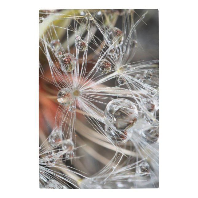 Dandelion Abstract Metal Print (Front)